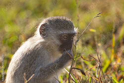 Photography Vervet monkey (Blouapie) (Chlorocebus pygerythrus) feeding and grooming in the K