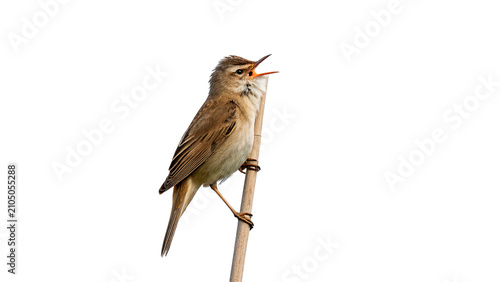 Photos Small wild songbird sitting vertically on dry branch isolated on transparent bac