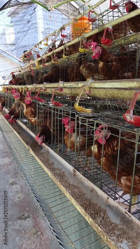 Laying Hens Inside Commercial Poultry Farm Cages, Chicken and Egg Production Footage for Livestock Farming, Agriculture, Food Supply, Animal Husbandry, and Agribusiness
