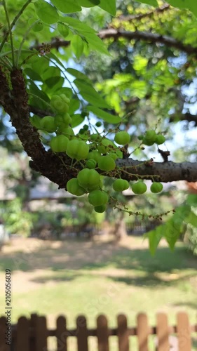Clusters of Green Fig Fruits Growing on a Tropical Tree Trunk, Fresh Organic Fruit Video Footage for Agriculture, Gardening, Nature, Horticulture, and Sustainable Farming