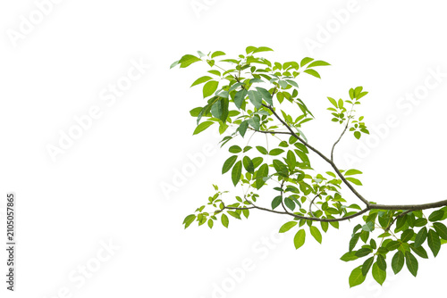 branch leaves or green leaf isolated. Tree Leaf Frame