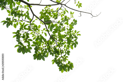 branch leaves or green leaf isolated. Tree Leaf Frame