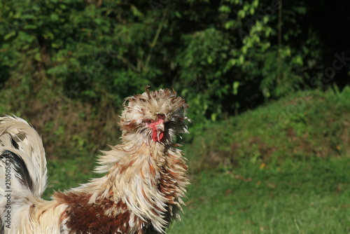 Fotografía Orange and white male Polish chicken with hints of red and a thick, fluffy head crest resembling a lion's mane
