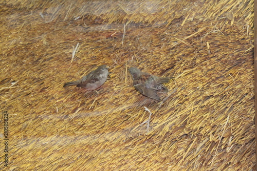 Cuadro en lienzo Two sparrows resting on thatched roof in natural setting