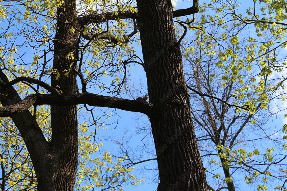 Fototapeta premium Green leaves on tree branches against blue sky in springtime 