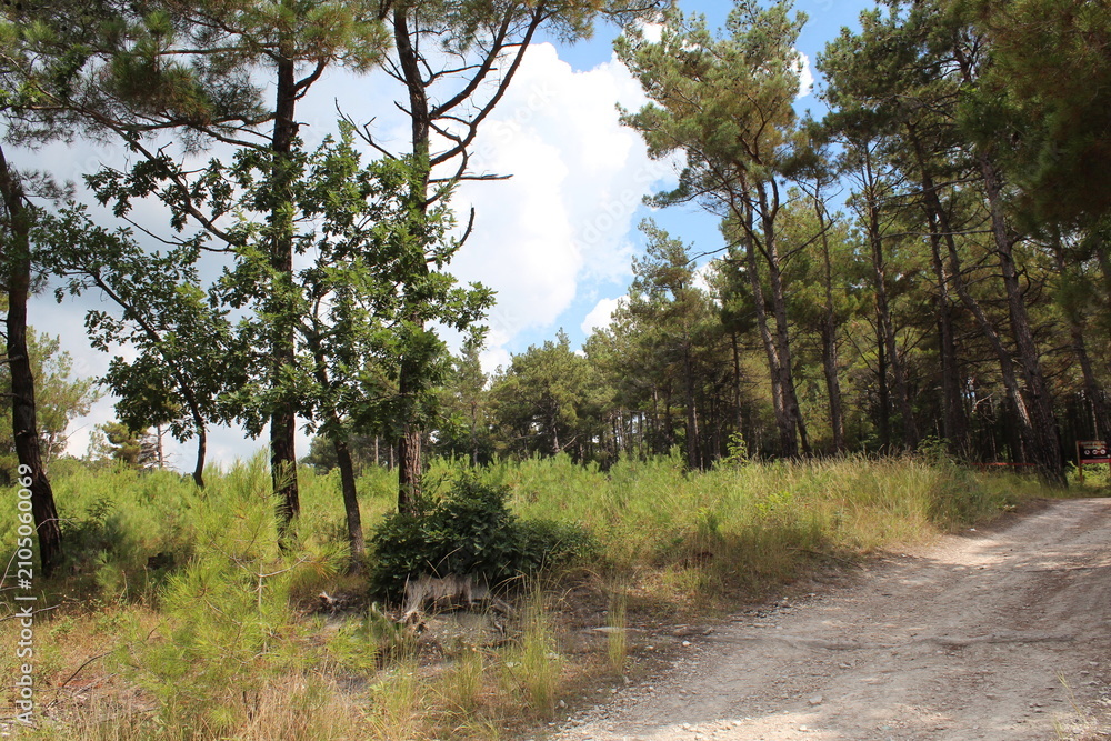 Fototapeta premium Pine forest with gravel path under blue sky and fluffy clouds 