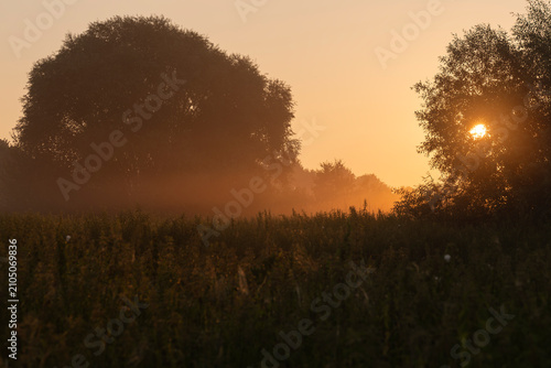 Quadro su tela Scenic morning landscape with rising sun shining through tree branches, mist ove