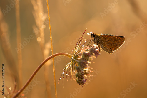 Photos Small skipper butterfly covered in morning dew resting on a wild carrot flower d