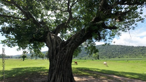 landscape with trees