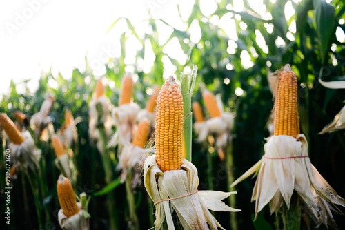 Close up of corn cobs in the corn plantation field ready for harvest