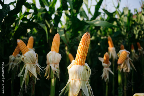 Corn cobs in the corn plantation field ready for harvest