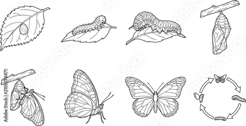 Canvastavla Butterfly Life Cycle Line Art Vector Set with Caterpillar Chrysalis and Metamorp