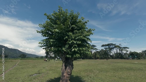 landscape with trees