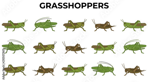 фотографія A grid of 15 cartoonstyle grasshoppers in various green and brown colors arrange