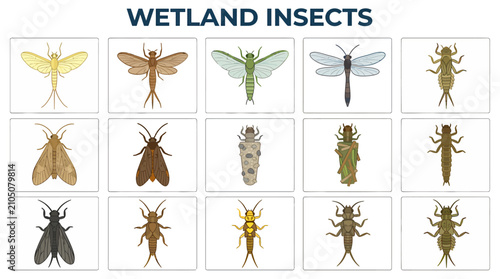 Schilderij op canvas A grid of 15 illustrations featuring various wetland insects and larvae in indiv