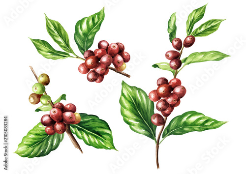 Ripe and unripe red berries coffee beans on a branch of coffee tree set. Original Hand drawn watercolor illustration isolated on white background