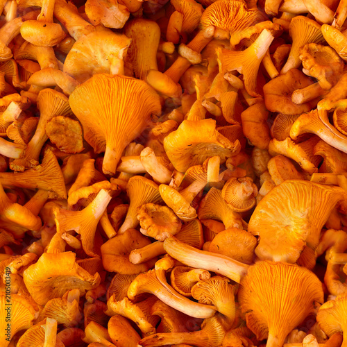 Seamless close-up pattern of chanterelle mushrooms 