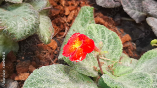 Cuadro en lienzo Vibrant flame violet flower blooming among soft velvety leaves in natural garden