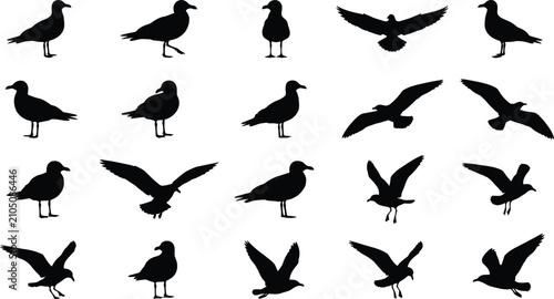 Canvas Print Seagull silhouettes in various poses against a white background avian bird birds