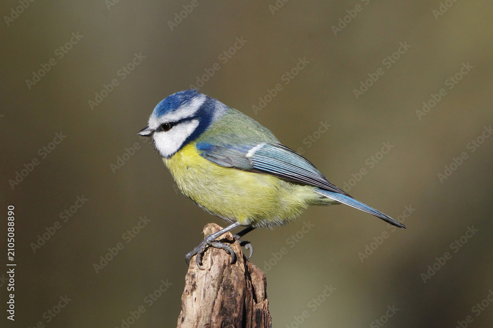 Obraz premium Eurasian Blue Tit Perched on a Tree Stump in Nature, Cyanistes Caeruleus Wild Bird Close-up Portrait