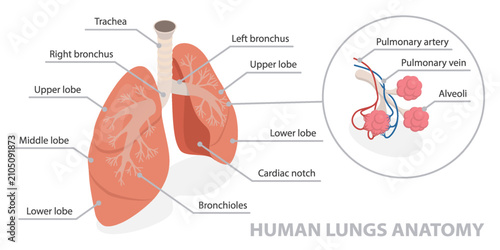 Cuadro en lienzo Lung anatomy diagram