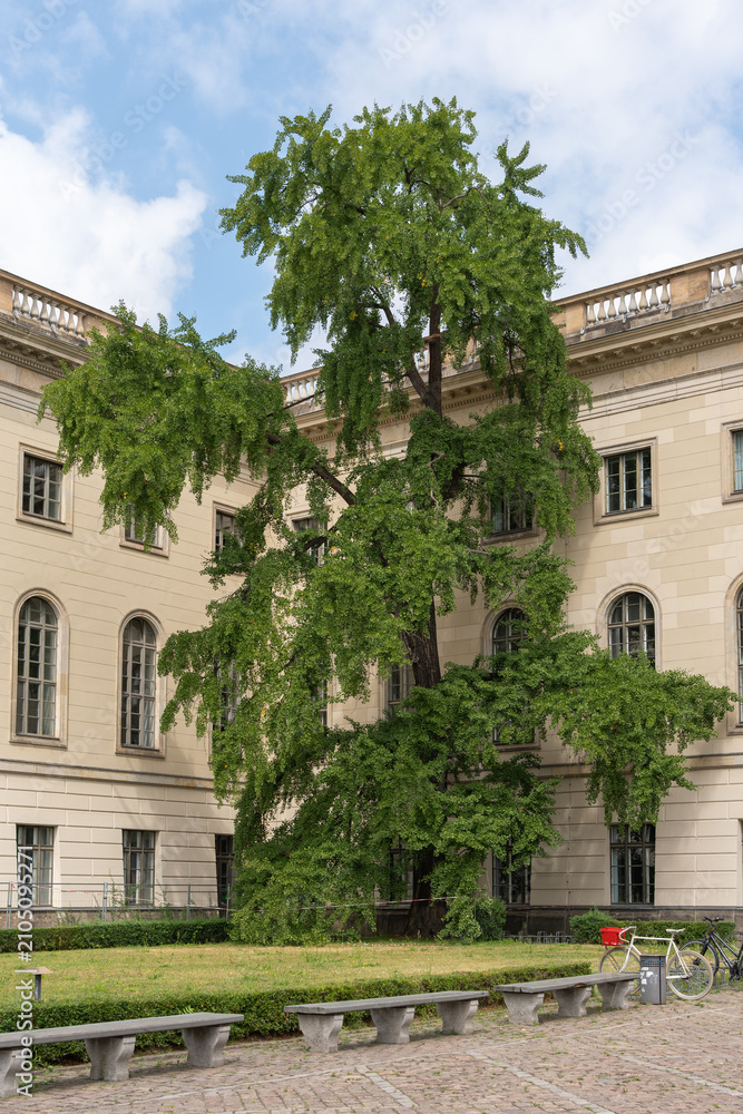 Obraz premium A mature ginkgo tree grows inside the historic Humboldt University courtyard. Boxwood hedges, lawn grass, sculptures and bicycles complete the academic garden.