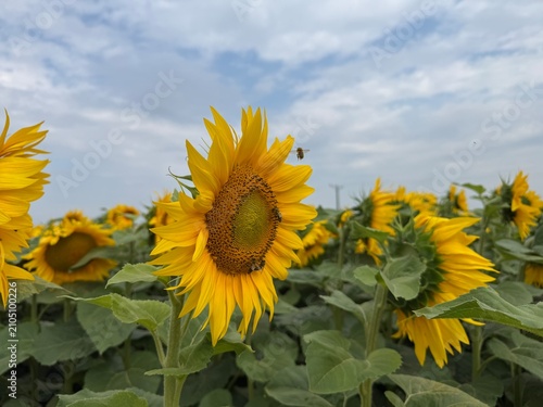 Close up of blooming sunflower field with honey bees pollinating bright yellow sunflower blossoms on a sunny summer day. Green leaves, agricultural landscape and natural pollination.