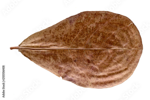 Fotografi Dried ketapang leaf isolated on white background, weathered venation and curled