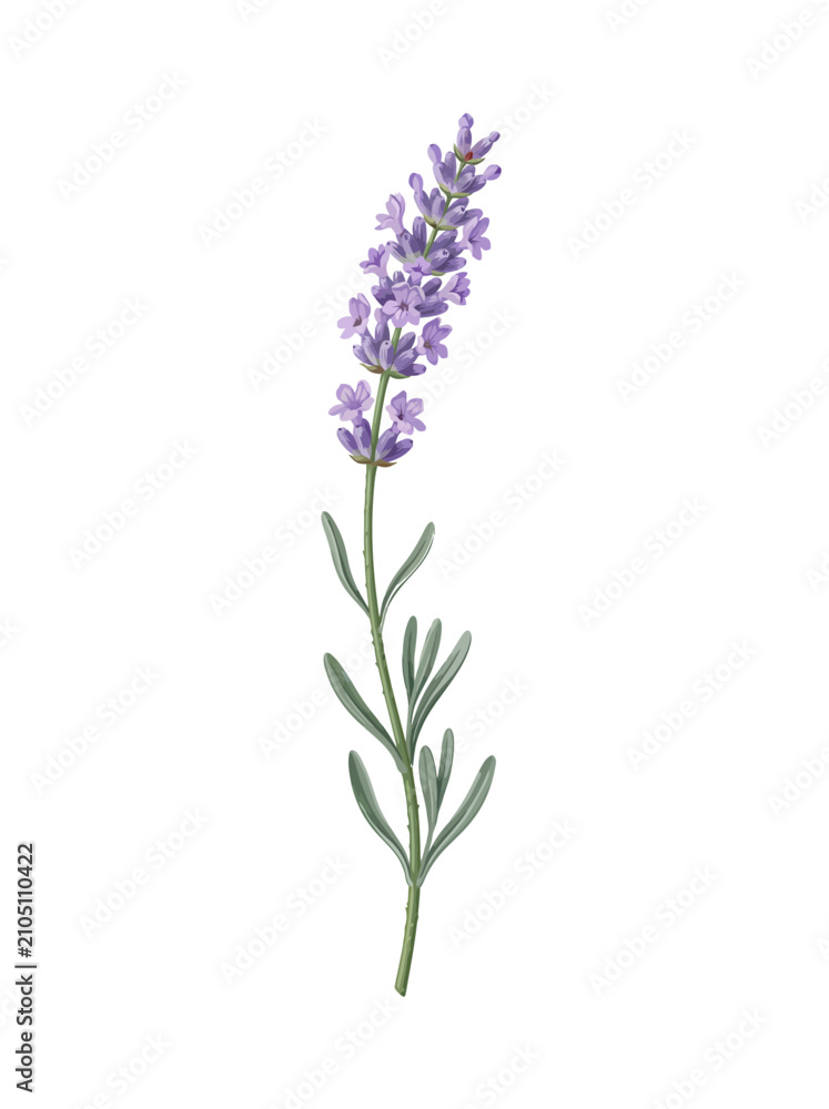 Obraz premium Single Elegant Lavender Sprig Botanical Illustration Featuring Detailed Purple Floral Blossoms and Green Foliage Isolated on White Background