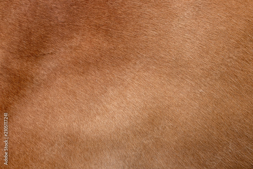 Foto Natural light brown short horse fur texture full frame background pattern