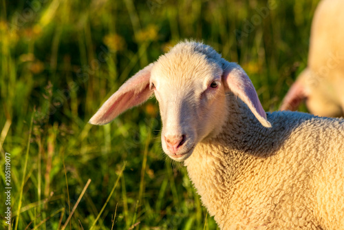 Portrait of a sheep looking at camera in a sunny meadow in Wuerzburg