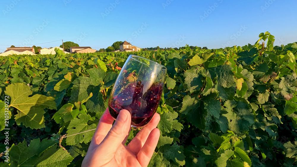 Obraz premium Hand Holding a Glass of Red Wine in a Bordeaux Vineyard