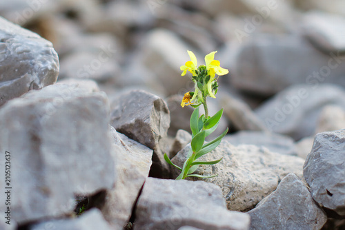 Yellow Linaria tonzigii Flower Growing Among Rocks on Alpine Trail