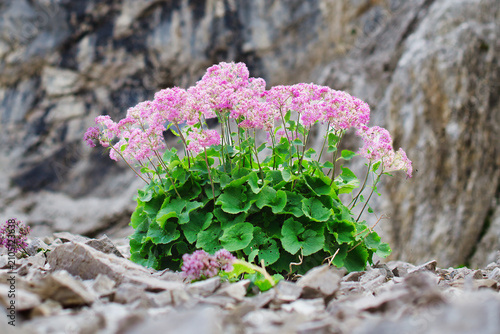 Blooming Adenostyles Glabra Plant Growing Among Rocky Terrain