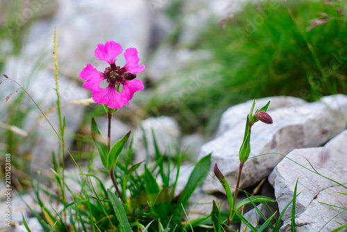 Close-up of bright pink Silene elisabethae flower in alpine meadow