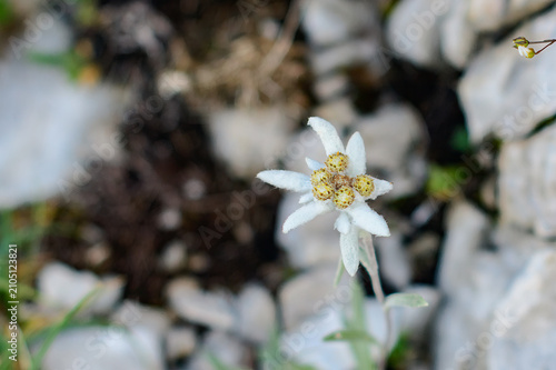 Close-up of Edelweiss Flower in Rocky Alpine Environment
