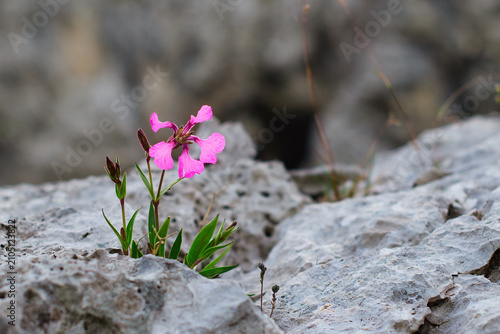 Pink Silene elisabethae Flower Growing Among Rocky Terrain