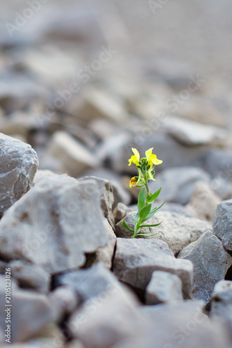 Close-up of rare Linaria tonzigii flower growing among rocky alpine terrain