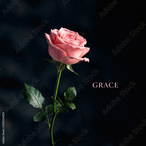 A Single Pink Rose With Green Leaves On A Long Stem Against A Dark Background Featuring The Word Grace