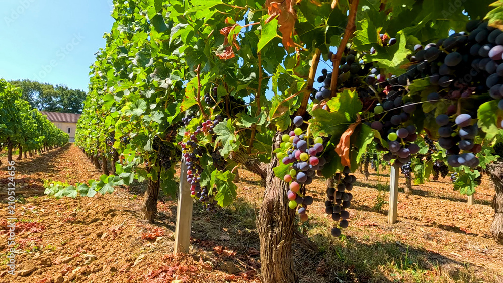 Obraz premium Sunlit Rows of Ripe Red Grapes in a Bordeaux Vineyard