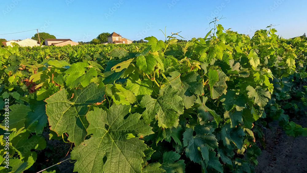 Obraz premium Lush Green Vineyard Rows in Castillon-la-Bataille Bordeaux France