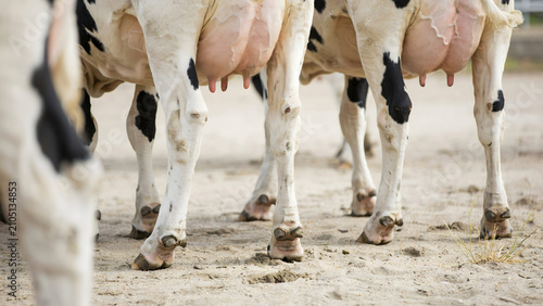 Rear view of several Holstein dairy cows standing on a sandy farm field