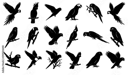 Exotic Black Parrot Silhouette Vector Collection with Tropical Birds Isolated on White
