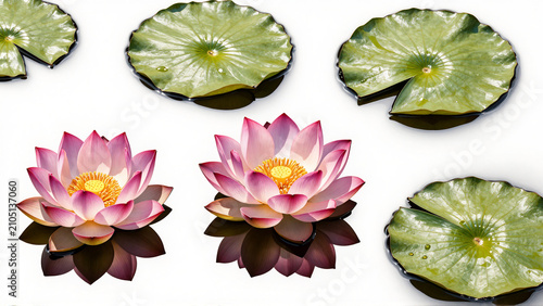 Beautiful Pink Lotus Blossoms and Green Lily Pads Floating on White Background