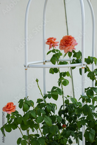 Pink roses in the garden of pink roses. Blooming Roses on the Bush. Growing roses in the garden.
