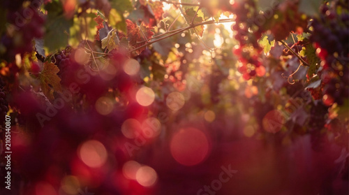 Grapes hanging on vines in a lush vineyard at sunset with beautiful golden hour light creating a soft dreamy bokeh effect in the summer evening