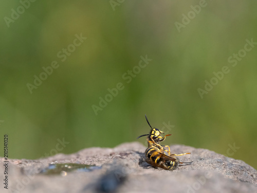 Cuadro en lienzo Deutsche Wespe (Vespula germanica)