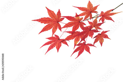 楓の紅葉　秋イメージ