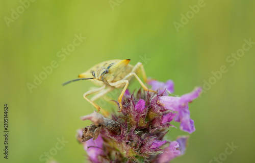 Birch shield bug Elasmostethus interstinctus beetle close-up macro nature insect sits on the plant betony Betonica officinalis flower feeds by sucking on the leaves forest and fruits of various trees