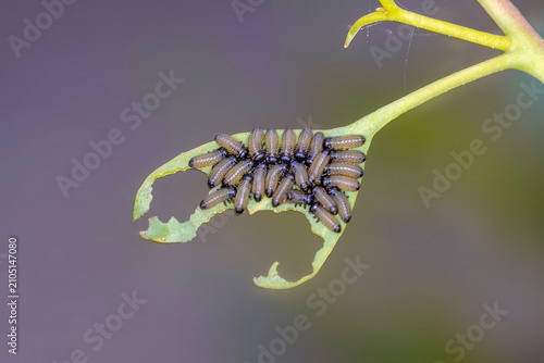 Bild auf Leinwand Leaf Beetle Larvae Feeding Together on Eucalyptus Leaf